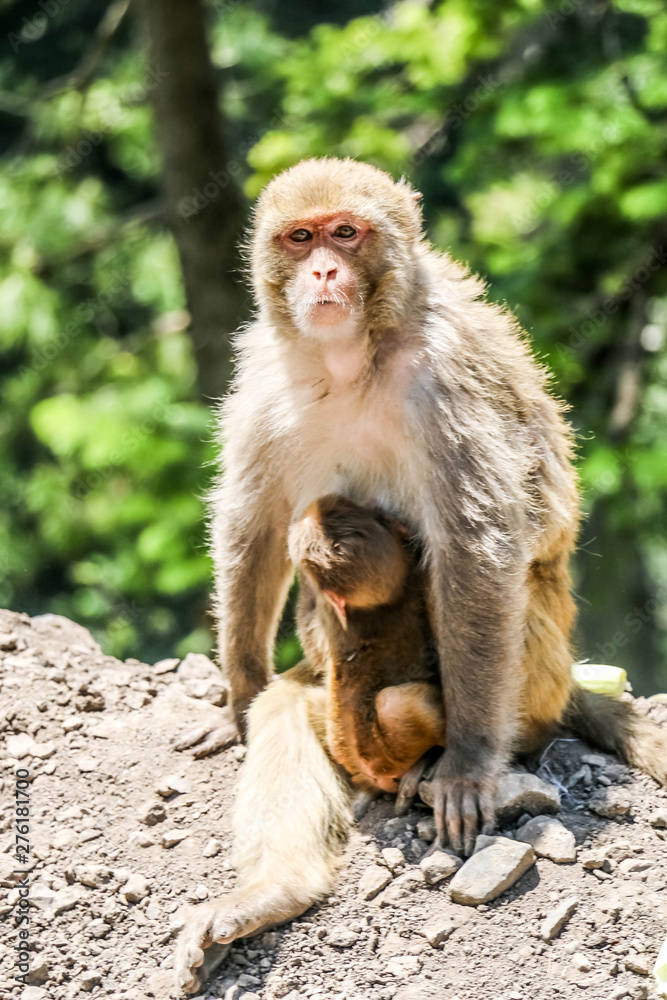 Snow Monkey between mountains 