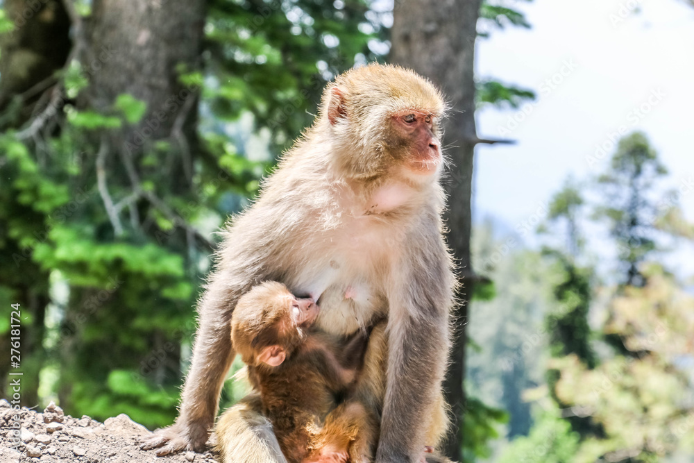 Snow Monkey between mountains 