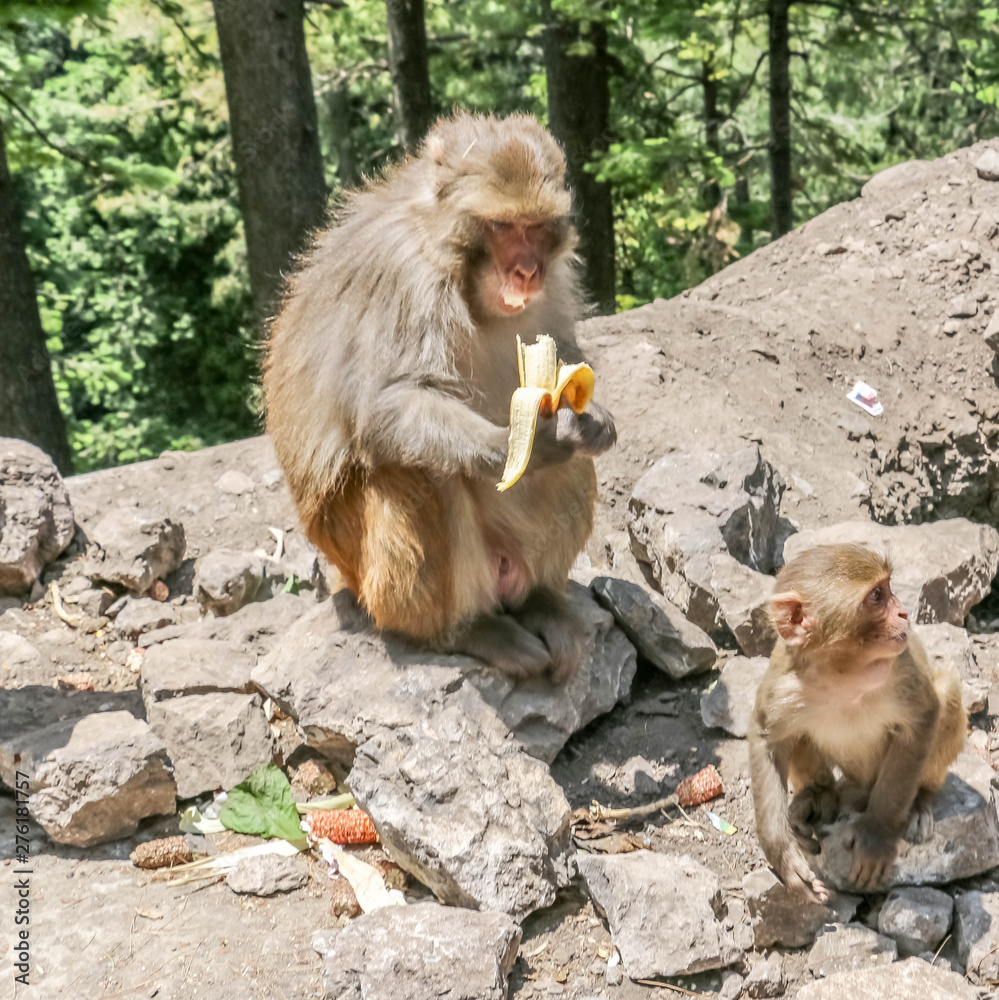 Naklejka premium Snow Monkey between mountains 