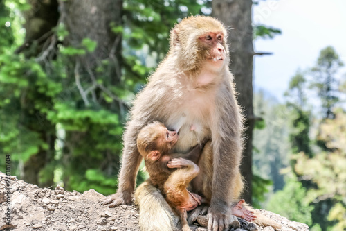 Snow Monkey between mountains 