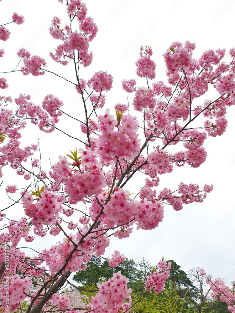 Obraz premium Sakura Flower Background in Japan