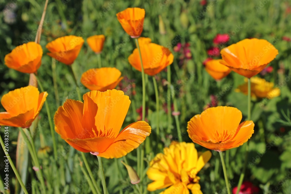 Kalifornischer Mohn (Eschscholzia californica) Kalifornischer Mohn (Eschscholzia californica)