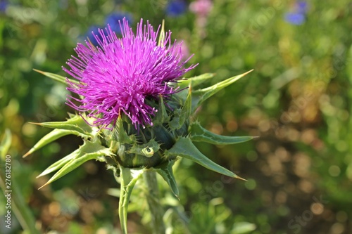 Blüte der Mariendistel (Silybum marianum) photo