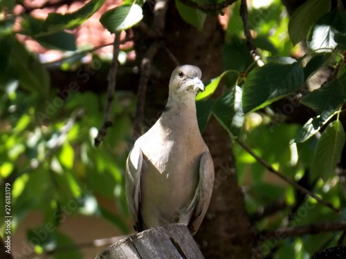 gray pigeon on a tree
