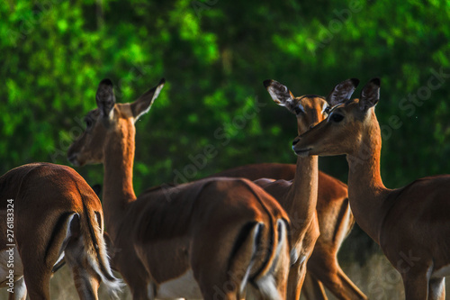 Impalas im Liwonde Nationalpark photo