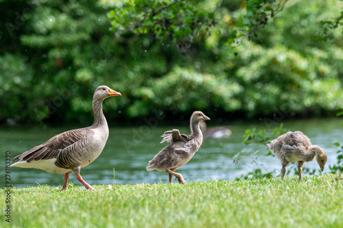Adult greylag geese (anser anser) with young goslings