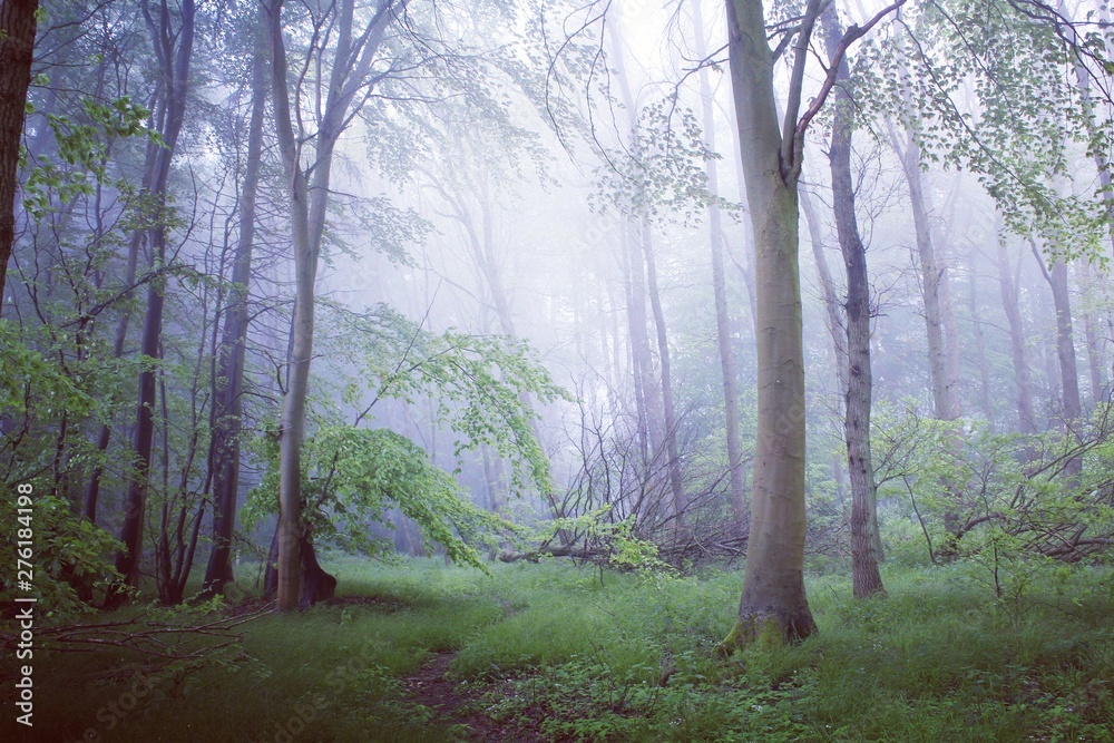 Fototapeta premium morning in the forest