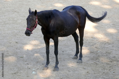 Brown horse isolated standing on the ground