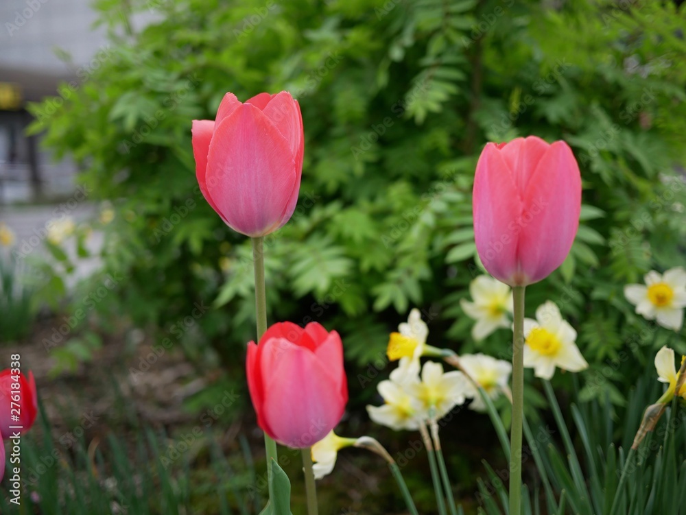 Beauty Fresh Tulip Flower in the Garden Beauty Fresh Tulip Flower in the Garden