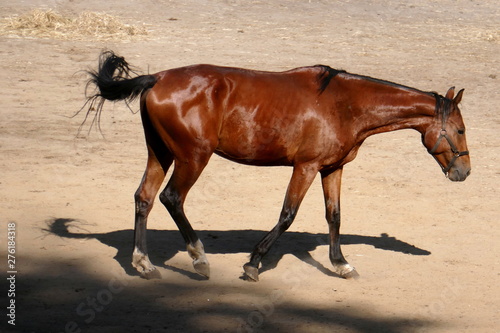 Brown horse isolated walking in the sand