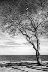 Aluminium schilderij Zwart wit Stunning black and white image of a lonely tree at sea shore  © EdVal