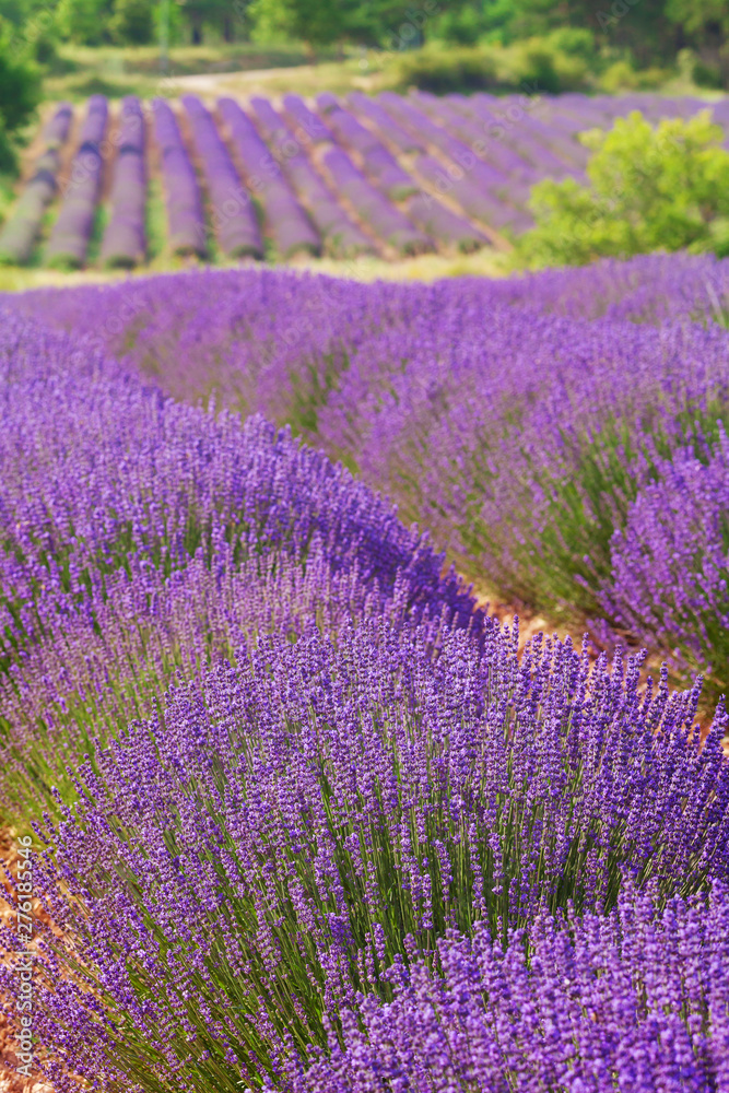 French lavender field