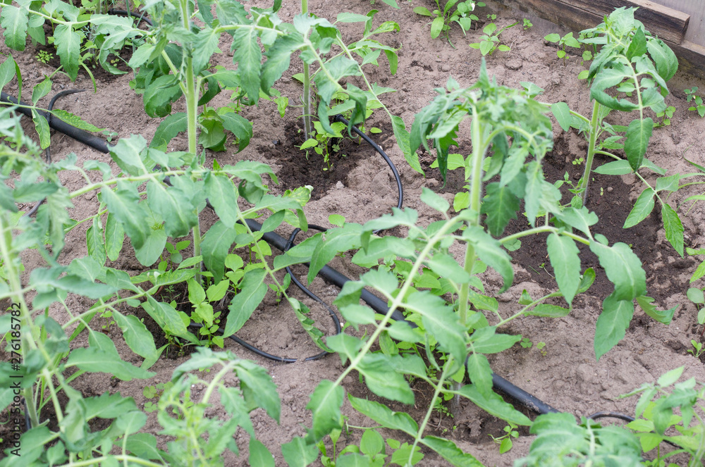 Modern system in agronomy drip irrigation to save water and freshness and nutrition of plants in the garden, dropper dispensers