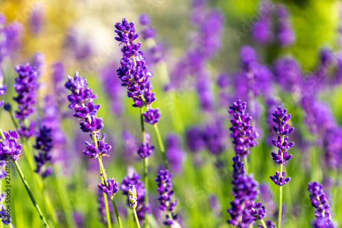 Echte Lavendel Blüten Sommer Lavandula angustifolia © Marc Kunze