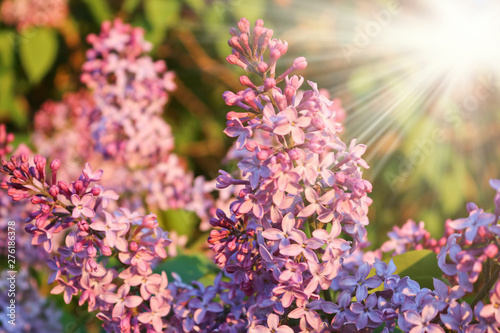 Clusters of blooming purple lilac in the rays of the setting sun. Spring lilac flowers.