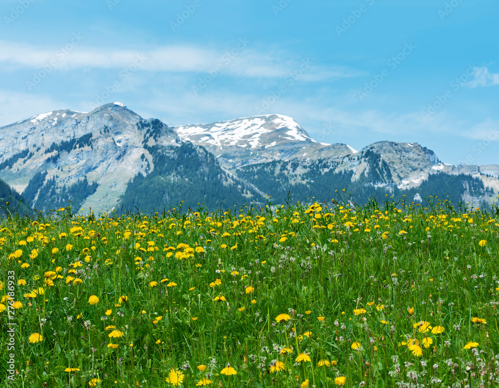 Meadow, flower field and mountain alps in Switzerland