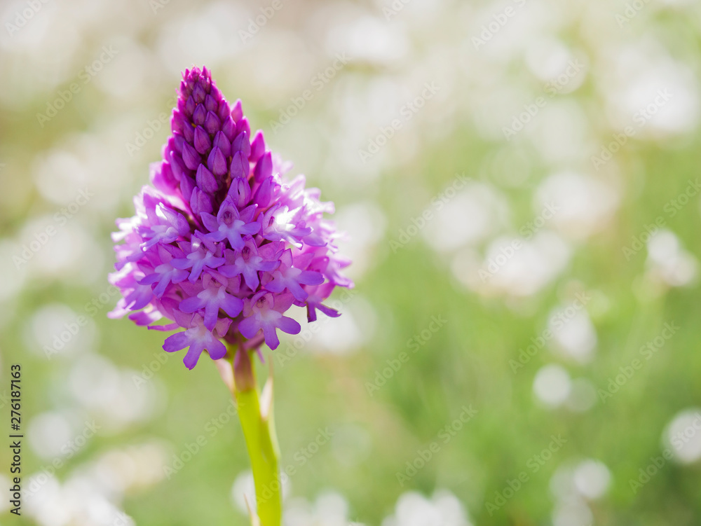 Obraz premium Wild Pyramidal Orchid (Anacamptis pyramidalis) over an out of focus natural background