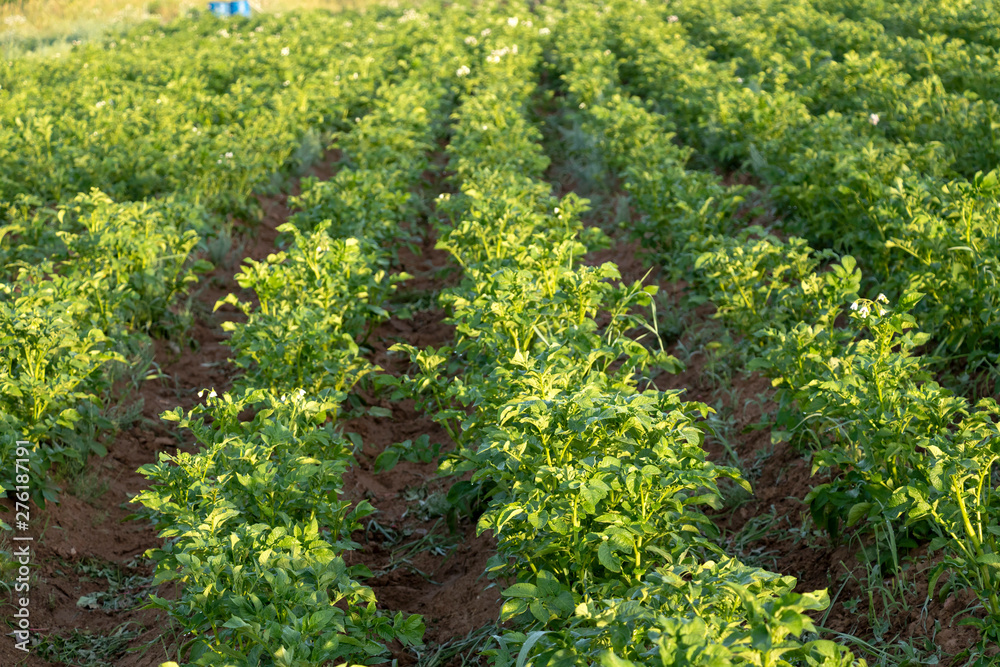 Potatoes green field with white flowers growing on organic farmers field
