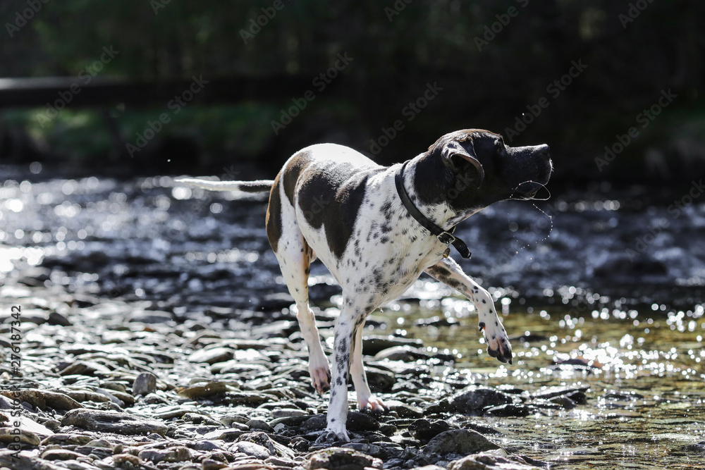 Dog english pointer