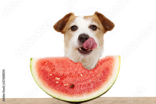 Summer dog eating watermelon and linking with its tongue out. Isolated on white background. photo