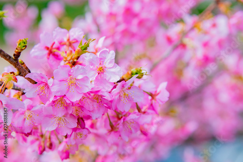 静岡県賀茂郡河津町　河津桜　河津桜まつり © あんみつ姫