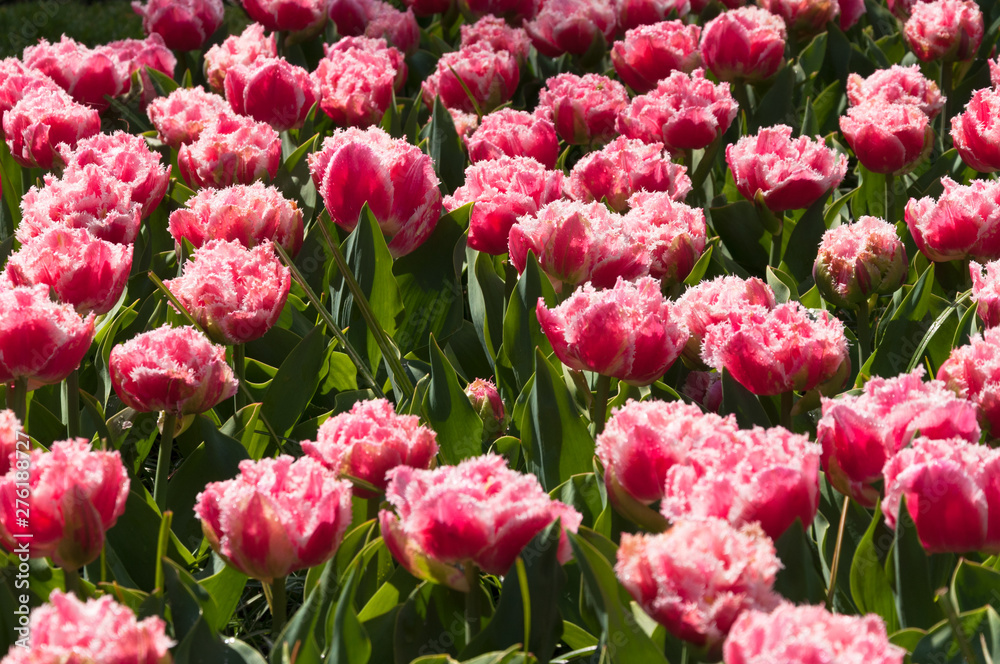 Beautiful bright pink velvet tulips with carved petals blooming in the spring park Beautiful bright pink velvet tulips with carved petals blooming in the spring park