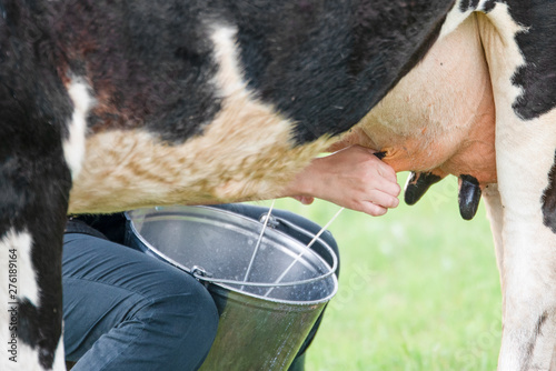 Milking the cow with your hands in a bucket