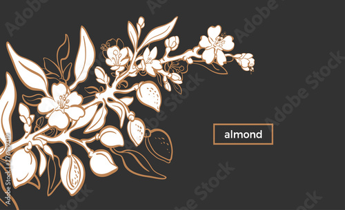 Almond template. Vector natural nut. Organic milk, oil