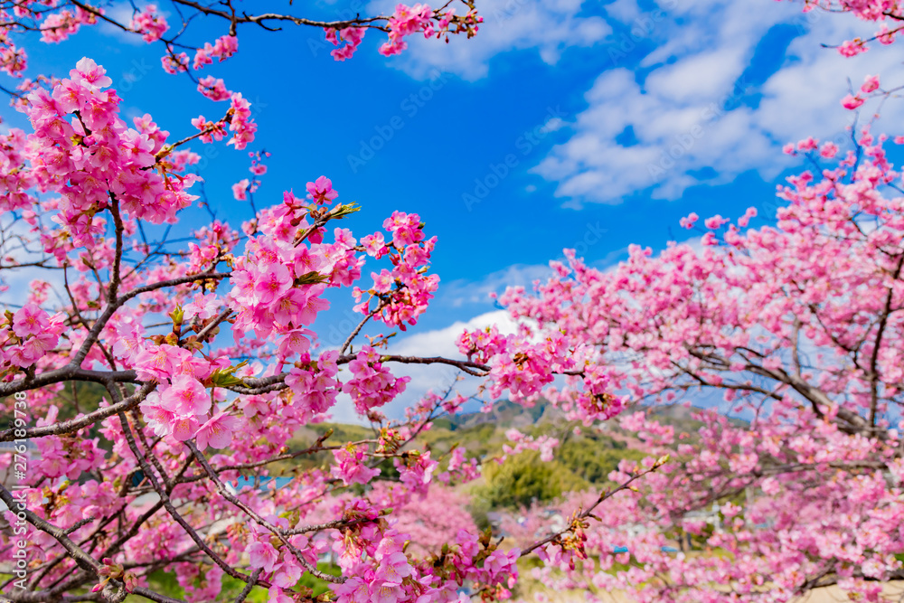 静岡県賀茂郡河津町 河津桜 河津桜まつり 静岡県賀茂郡河津町 河津桜 河津桜まつり