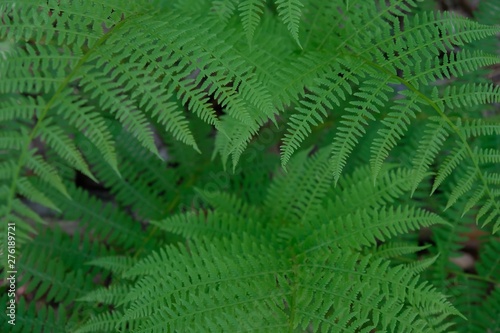 The leaves of fern  Pteridium 