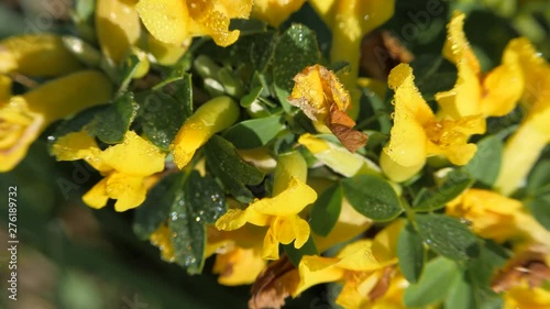 Yellow broom flowers. Flower cytisus lotoides Pourr closeup. photo