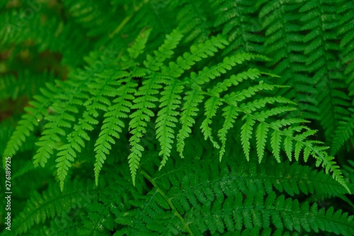 The leaves of fern  Pteridium 