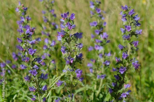 Purple flowers of Echium vulgare     known as viper s bugloss and blueweed 