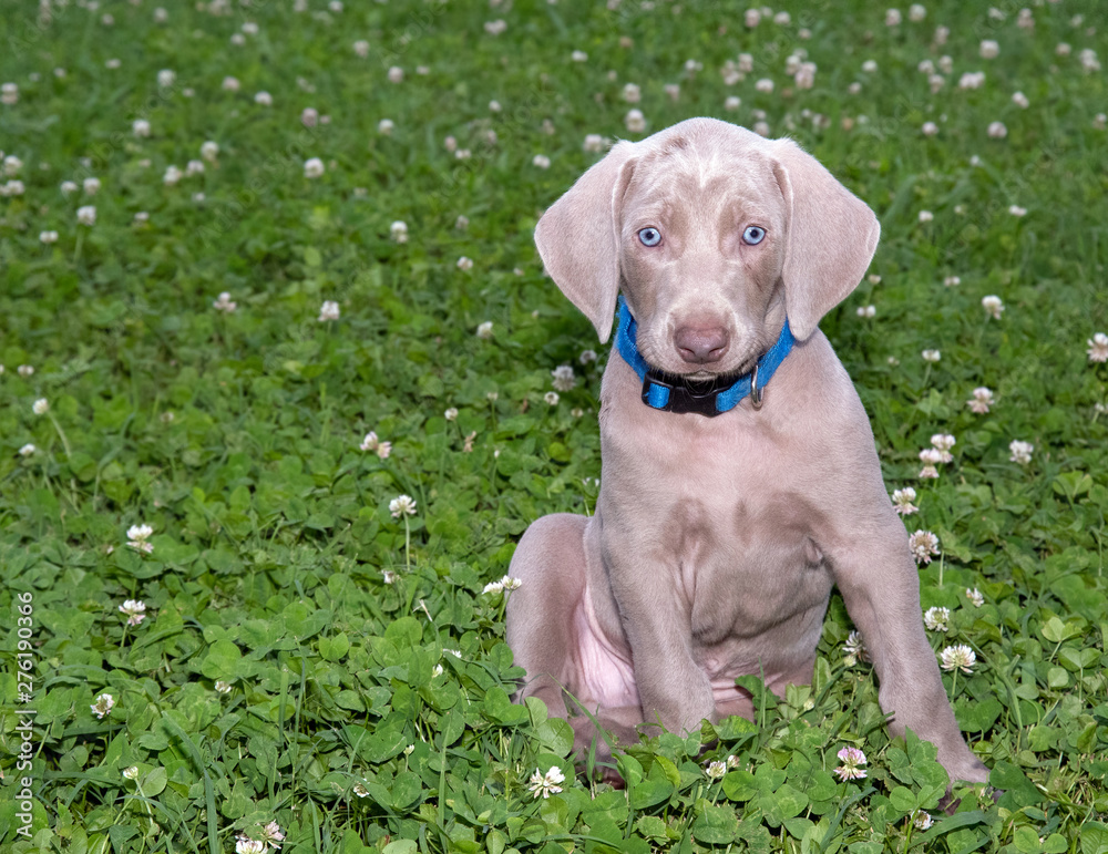 Adorable Weimaraner puppy sitting in a field of clover Adorable Weimaraner puppy sitting in a field of clover