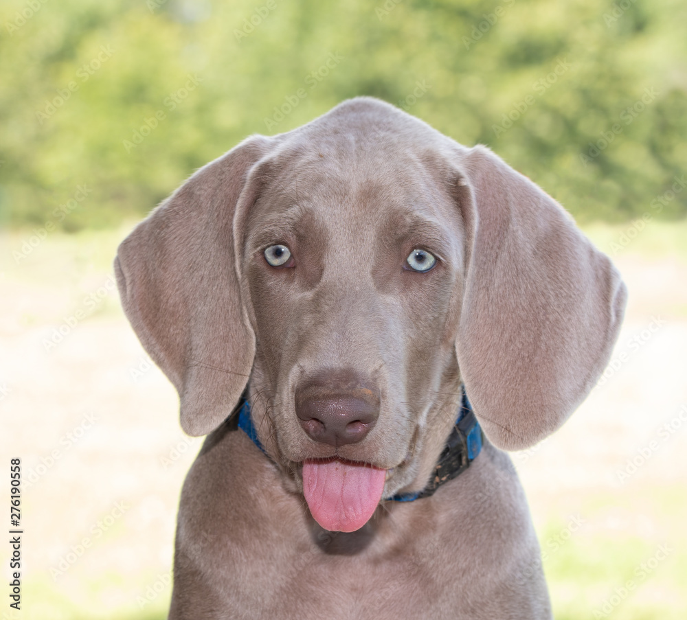 Beautiful Weimaraner puppy with his tongue sticking out, on sunny summer background