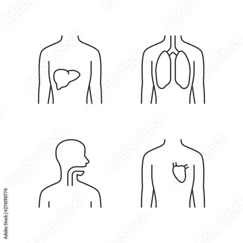 Healthy human organs linear icons set. Liver and lungs in good health. Functioning heart. Wholesome throat. Thin line contour symbols. Isolated vector outline illustrations. Editable stroke
