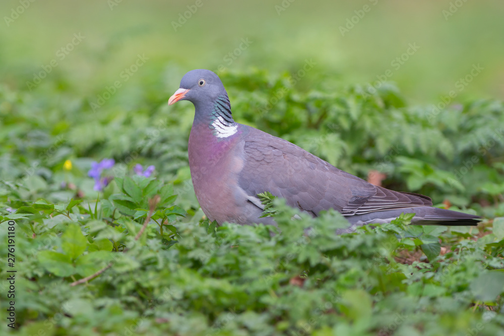 Obraz premium Common wood pigeon (Columba palumbus)