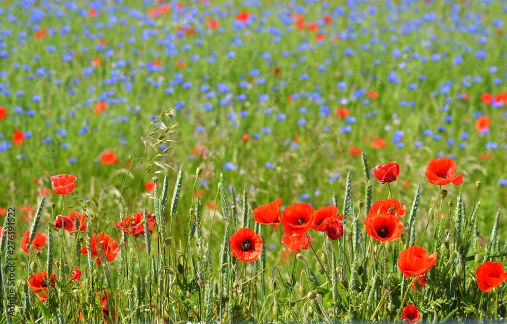 Fototapeta premium Wildblumen