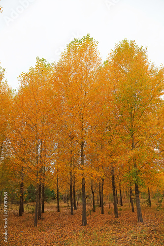 Yellow woods in the field