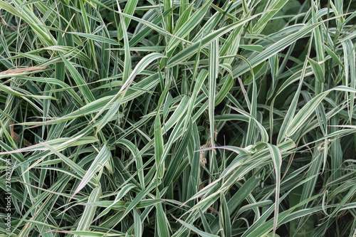 Thick two-colored grass illuminated by the sun. Background.