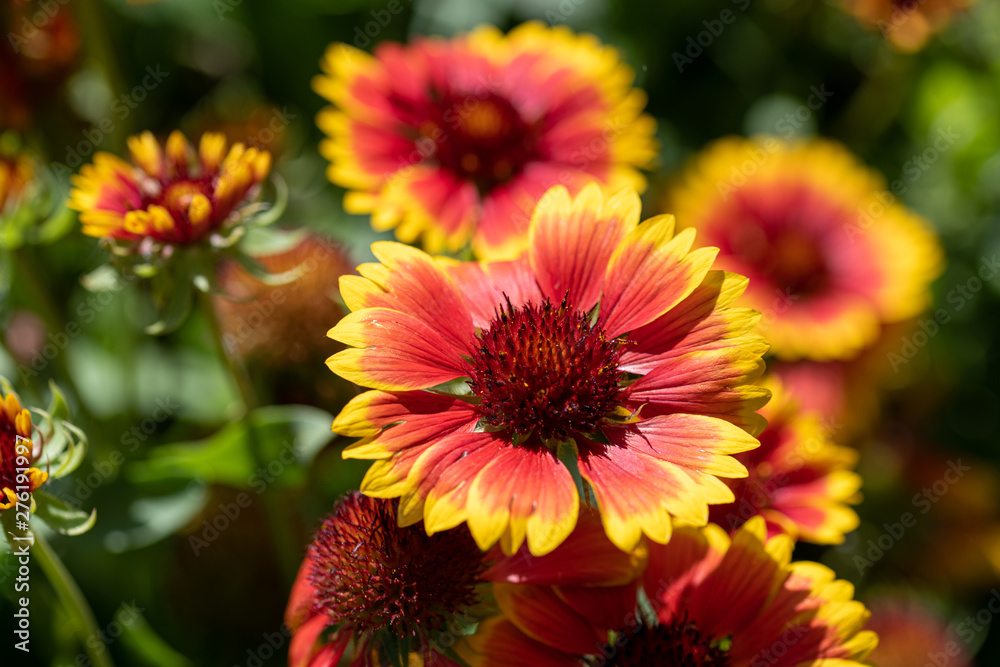 Gaillardia pulchella is a genus of annual and perennial plants of the Asteraceae family. - obrazy, fototapety, plakaty 