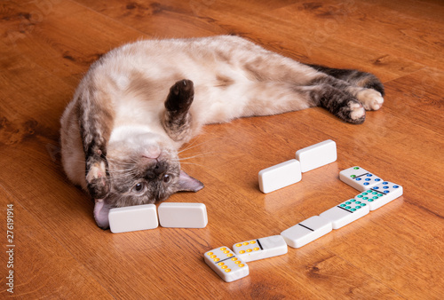 Adorable tortie point Siamese cat playing dominoes upside down photo