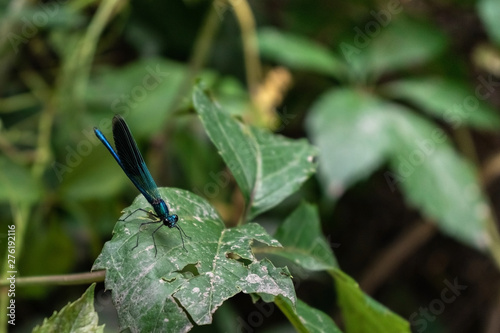 Blue dragonfly sits on a green leaf on the background of other leaves.