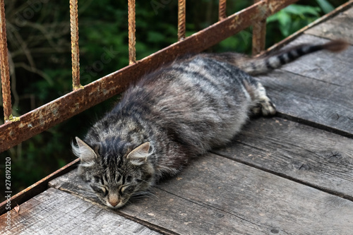 Pregnant cat sleeping on the old bridge of wooden boards on the background of greenery.