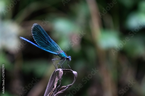 Blue dragonfly sits on a dry stalk against the background of green grass.