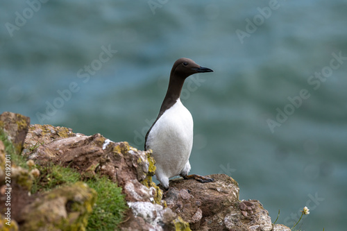A guillemot (Uria aalge) on a cliff edge on the Isle of May © popovj2