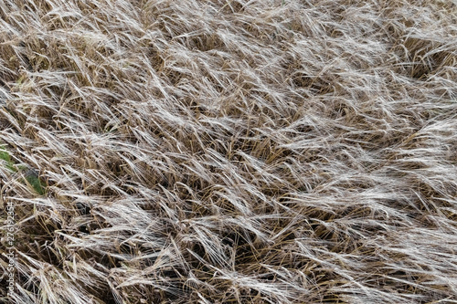Thick ripe oats. View from above. Background.