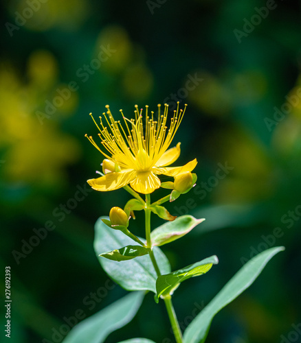 Turkish tutsan yellow flower - Hypericum inodorum (Hypericum xylosteifolium) photo