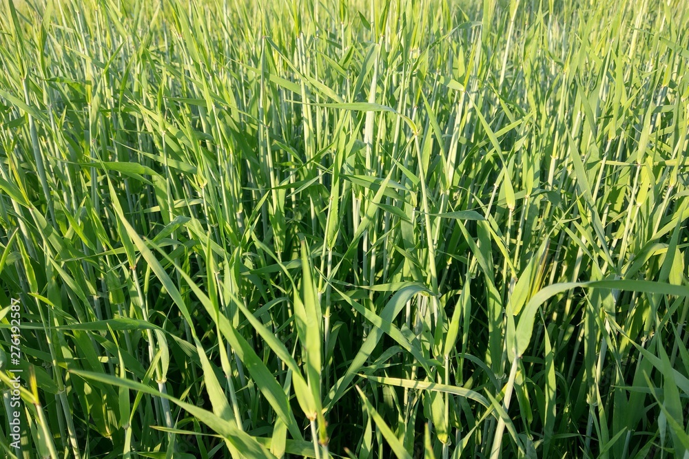 View of a young green field of wheat or barley on a summer clear day, nature background. View of a young green field of wheat or barley on a summer clear day, nature background.