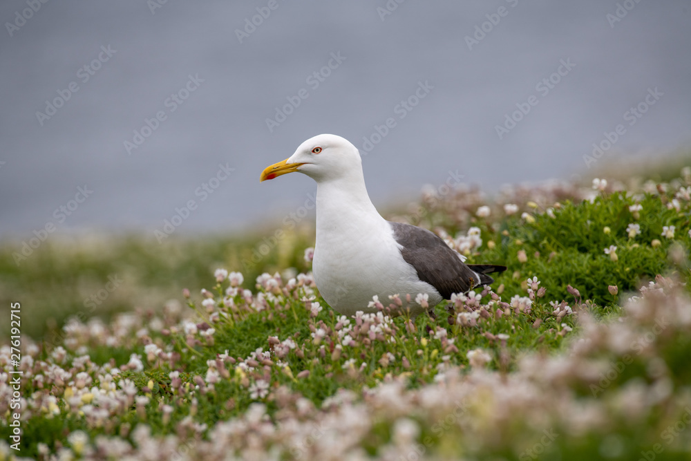 Close up view of Lesser black-backed gull (Larus fuscus)